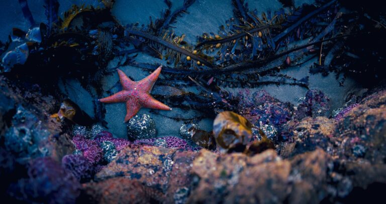 Scuba Diving for Work with Diabetes